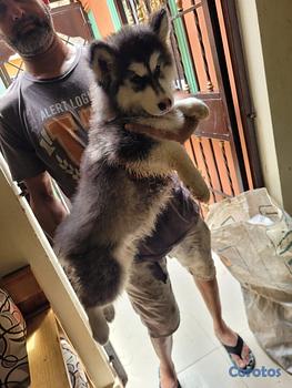 animales y mascotas - Husky siberiano hembra y macho. Dog, pet, mascotas, perro, huski, jusky, juski