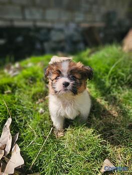 animales y mascotas - OFERTA CACHORRO SHIPOO AMBOS SEXO EN UBICADO EN SA