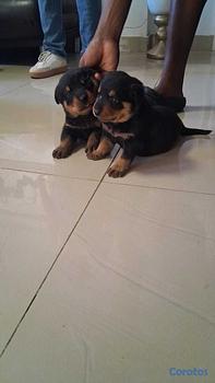animales y mascotas - Cachorros Rottwailer 