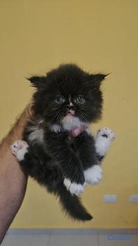 animales y mascotas - OFERTA GATITA PERSA HEMBRA UBICADO EN SANTO DOMING