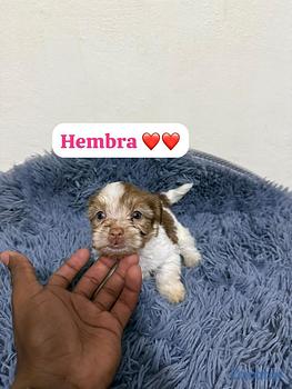 animales y mascotas - OFERTA CACHORRO SHIPOO AMBOS SEXO UBICADO EN SANTO