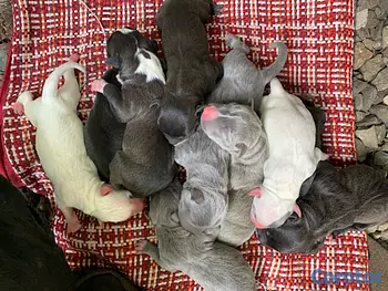 animales y mascotas - Camada de pitbulls American Terrier