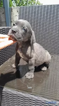 animales y mascotas - cane corso 