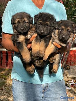 animales y mascotas - hermosos Cachorros de pastor alemán 