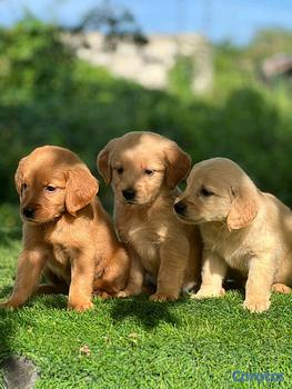 animales y mascotas - hermosos Cachorros golden retriever 