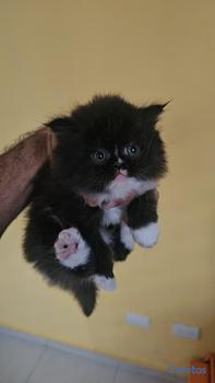 animales y mascotas - OFERTA GATITA PERSA HEMBRA UBICADO EN SANTO DOMING