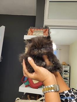 animales y mascotas - Gatos Persa Himalaya hembras y machos. Cat, pet, minino, mascotas, cachorro