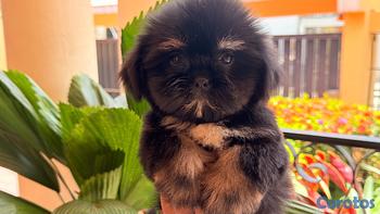 animales y mascotas - Shihtzu Machos 