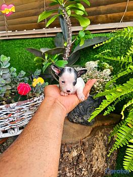 animales y mascotas - OFERTA CACHORRO CHIHUAHUA MINI MINI HEMBRA EN SANT