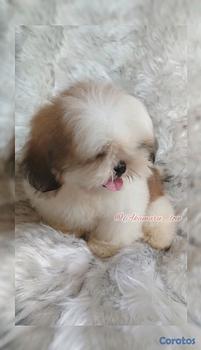 animales y mascotas - shih tzu  macho 