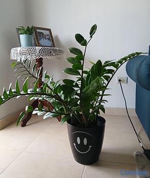 decoración y accesorios - Plantas Zamioculca 