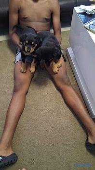 animales y mascotas - Cachorros Rottwailer Ambos sexo