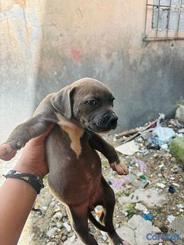animales y mascotas - OFERTA CACHORRO PITBULL AMBOS SEXO EN UBICADO EN S