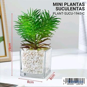 cocina - Mini plantas Suculentas 