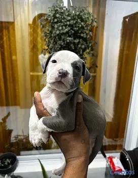 animales y mascotas - Pitbull 