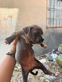 animales y mascotas - OFERTA CACHORRO PITBULL AMBOS SEXO EN UBICADO EN S