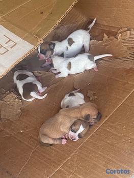 animales y mascotas - Cachorro Chihuaha
