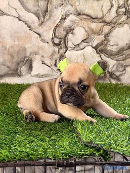 animales y mascotas - OFERTA CACHORRO BULLDOG FRANCES HEMBRA UBICADO EN 