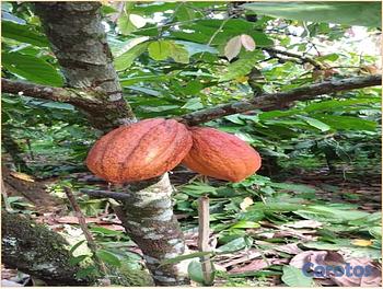solares y terrenos - Finca de CACAO en El Valle de HATO MAYOR, 112 tare