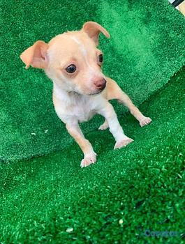 animales y mascotas - Chihuahua hembra y macho. Pet, mascota, dog, cacho