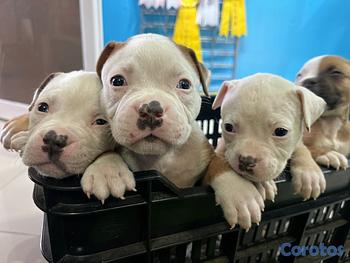 animales y mascotas - EXCELENTES EJEMPLARES BULLDOG AMERICANO