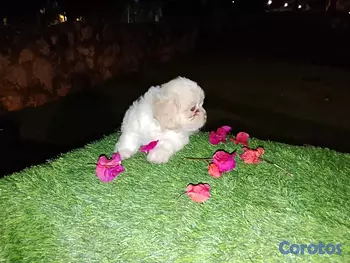 animales y mascotas - Shipoo Disponibles 