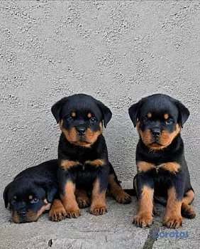 animales y mascotas - Rottweiler 