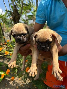 animales y mascotas - pug