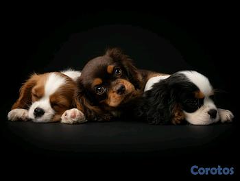 animales y mascotas - hermosos cachorritos de king cavalier 