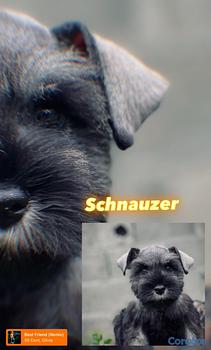 animales y mascotas - schnauzers hembras 