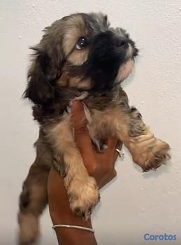animales y mascotas - OFERTA CACHORRO SHIPOO MACHO EN UBICADO EN SANTO D