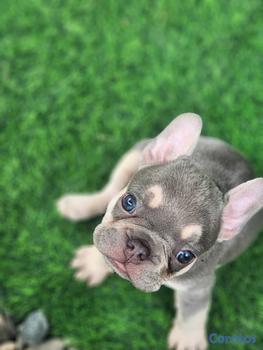 animales y mascotas - OFERTA CACHORRO EXOTICO BULLDOG FRANCES AMBOS SEXO