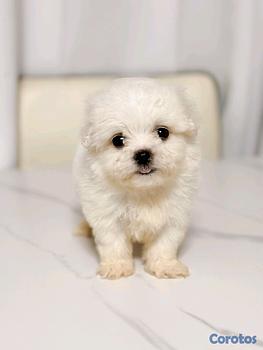 animales y mascotas - hermosa maltes mini hembra con pedigrée