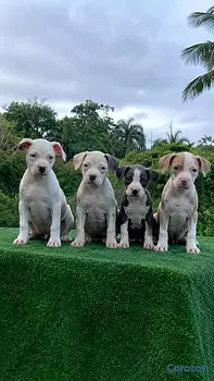 animales y mascotas - pitbull 