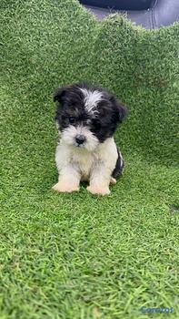 animales y mascotas - hermosos cachorritos de shipoo toy