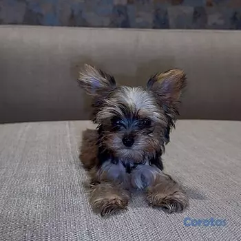 animales y mascotas - Yorkie Mini, Hembra y Machos 