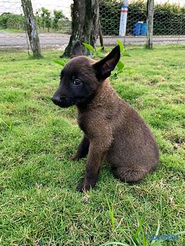 animales y mascotas - pastor belga malinois 