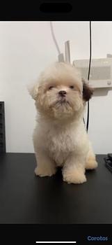 animales y mascotas - OFERTA CACHORRO SHIPOO HEMBRA EN UBICADO EN SANTO 