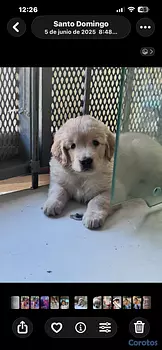 animales y mascotas - Golden Retriever, el perro preferido de todos 
