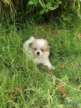 animales y mascotas -  Cachorros Pomeranias machos 