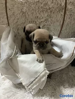 animales y mascotas - pug