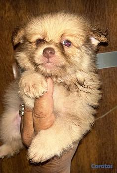 animales y mascotas - Pomerania hembra y macho. Dog, pet, mascotas, cachorro, puppy, perro