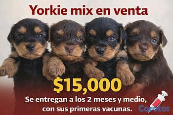 animales y mascotas -  yorkie mix