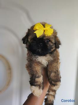 animales y mascotas - Shihpoo hembra y macho. Dog, pet, mascotas, cachorro, puppy, shih tzu, poodle