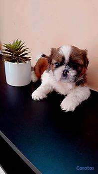 decoración y accesorios - cachorro 