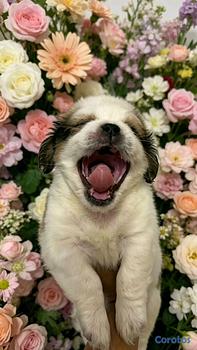 animales y mascotas - shipoo