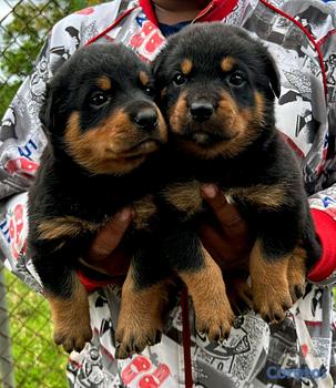 animales y mascotas - Rottweiler 
