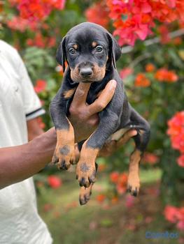 animales y mascotas - doberman 