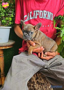 animales y mascotas - OFERTA CACHORRO BULLDOG FRANCES HEMBRA EN UBICADO 