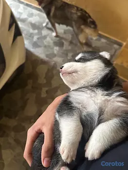 animales y mascotas - Perro Huskey siberiano , vacunado